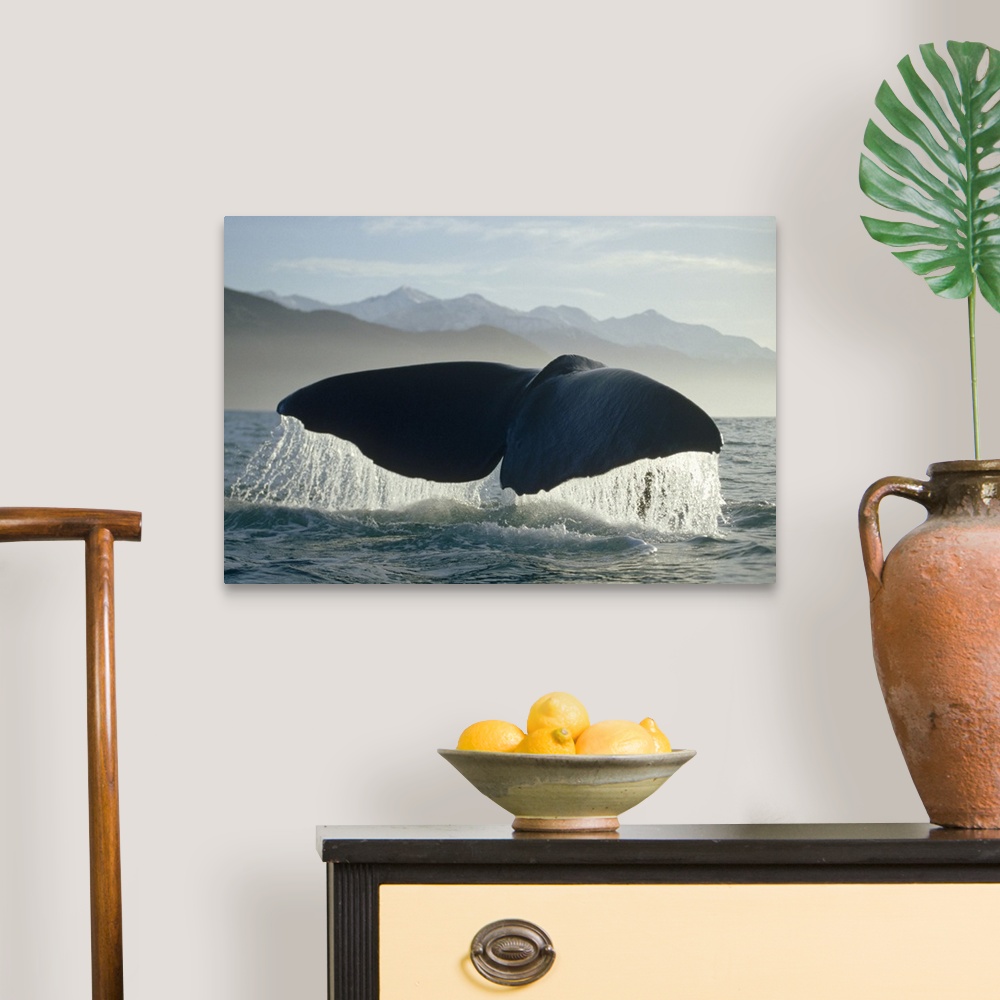 A traditional room featuring Sperm Whale (Physeter macrocephalus) tail, New Zealand