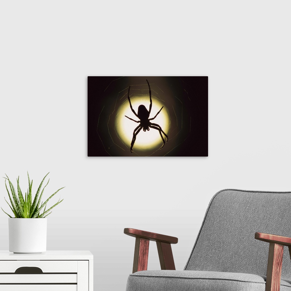A modern room featuring Spider (Araneus sp) silhouetted in its web, native to Europe