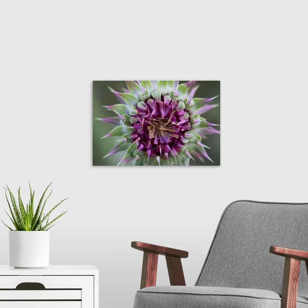 A modern room featuring Plumeless thistle, Carduus acanthoides, Bariloche, Argentina