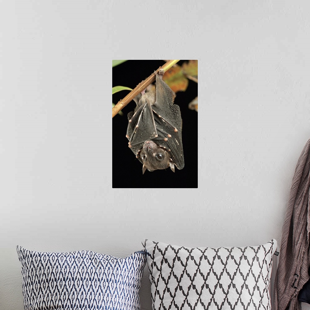 A bohemian room featuring Spotted-winged Fruit Bat (Balionycteris maculata), one of the world's smallest fruit bat species....