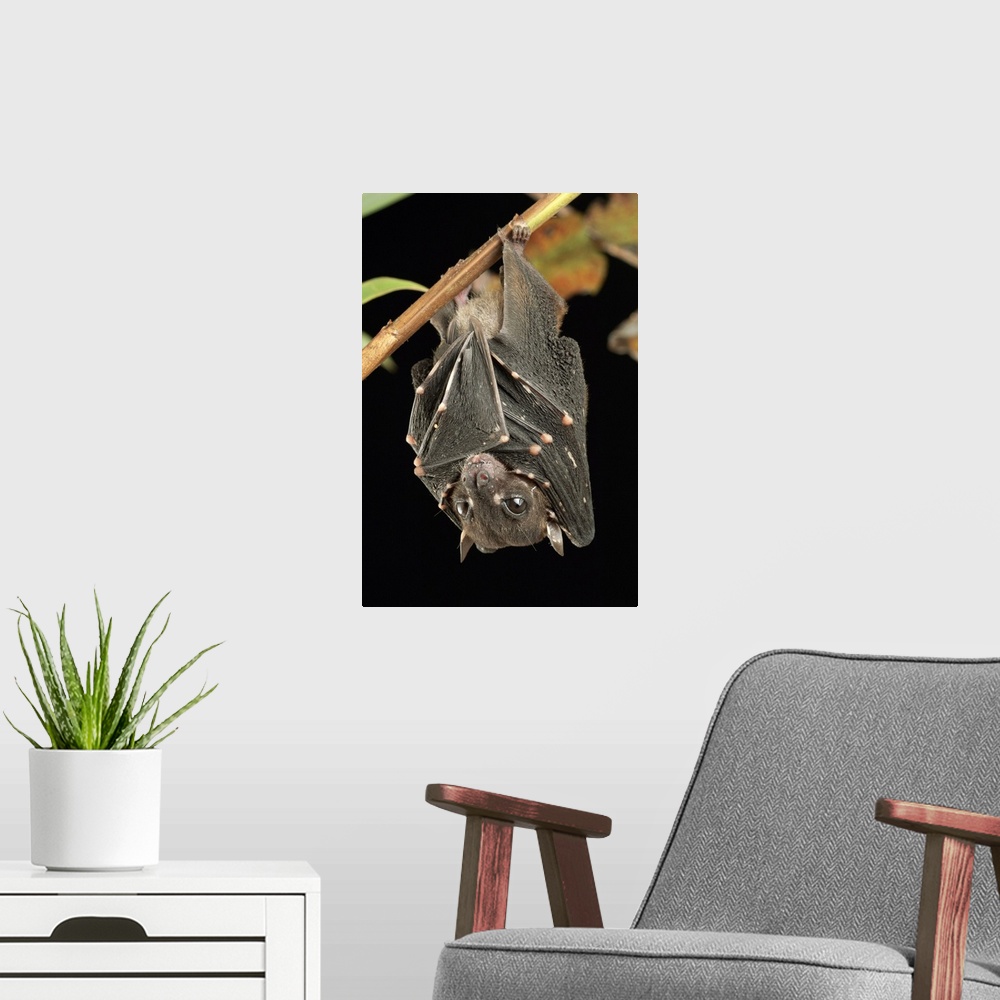 A modern room featuring Spotted-winged Fruit Bat (Balionycteris maculata), one of the world's smallest fruit bat species....