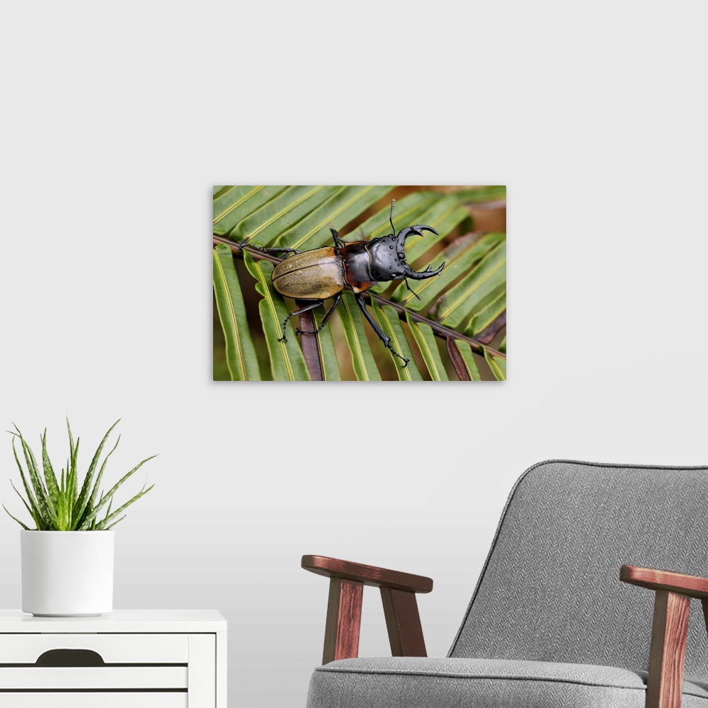 A modern room featuring Stag Beetle, Malaysia