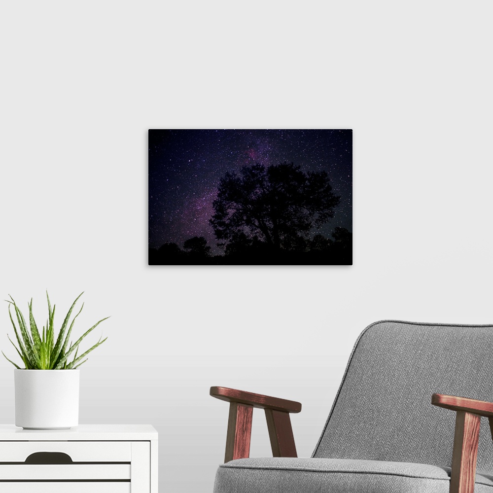 A modern room featuring Starry sky with silhouetted Oak tree
