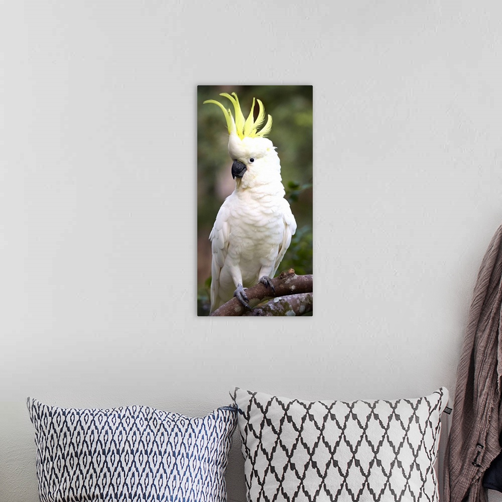 A bohemian room featuring Sulphur-crested Cockatoo (Cacatua galerita) displaying with crest erected, Magnetic Island, Queen...