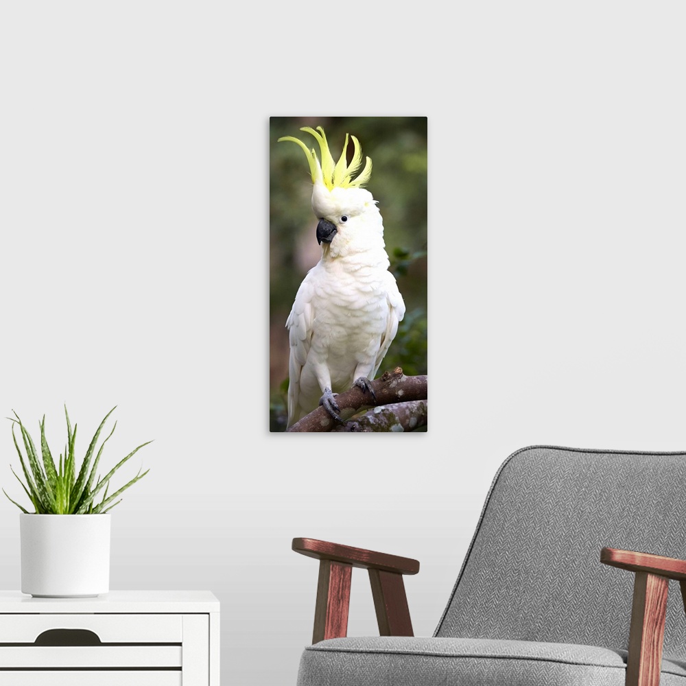 A modern room featuring Sulphur-crested Cockatoo (Cacatua galerita) displaying with crest erected, Magnetic Island, Queen...
