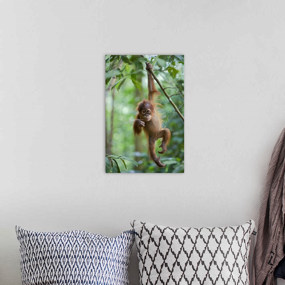A bohemian room featuring Nature photograph of a juvenile orangutan hanging from one arm on a thin leafy branch high up in ...