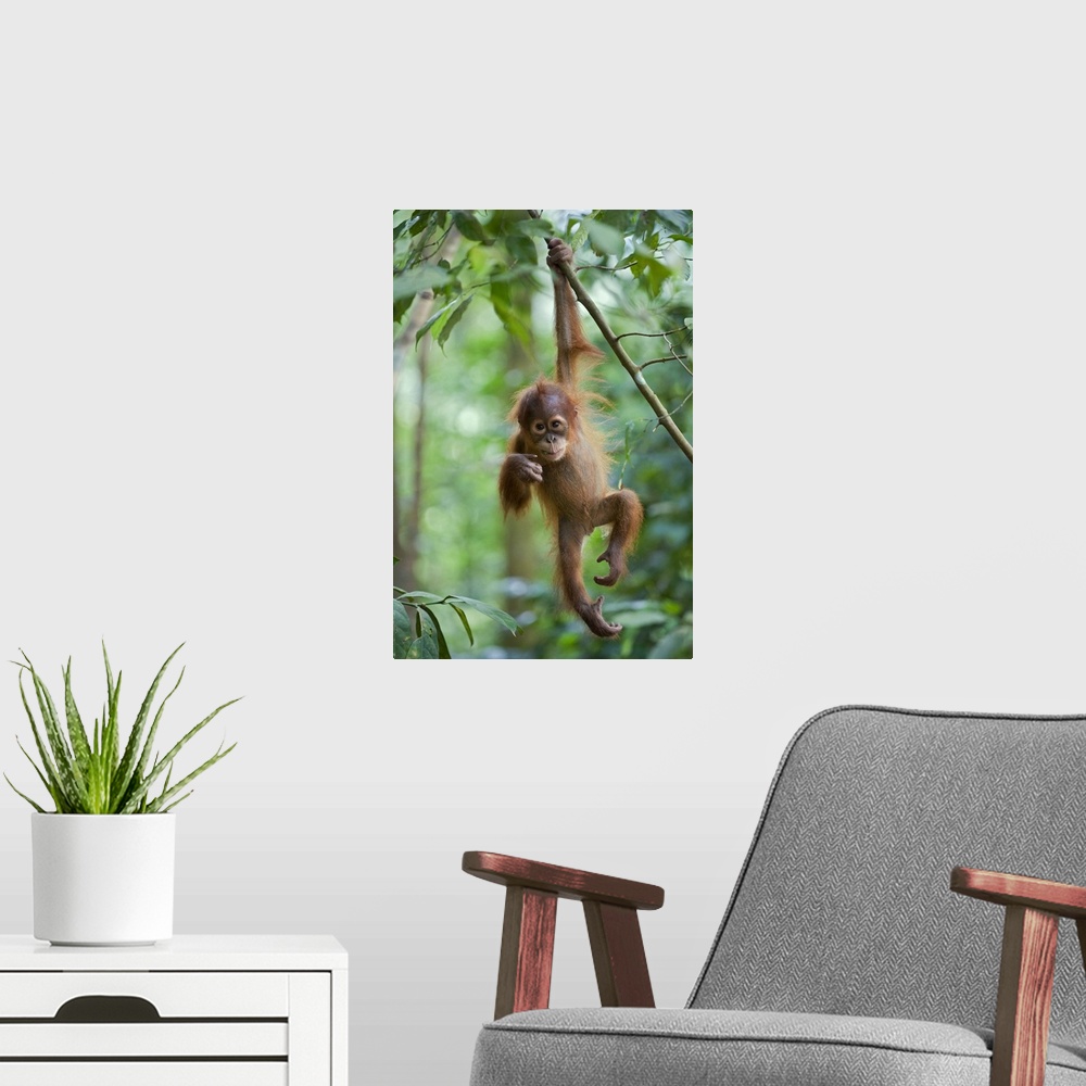 A modern room featuring Nature photograph of a juvenile orangutan hanging from one arm on a thin leafy branch high up in ...