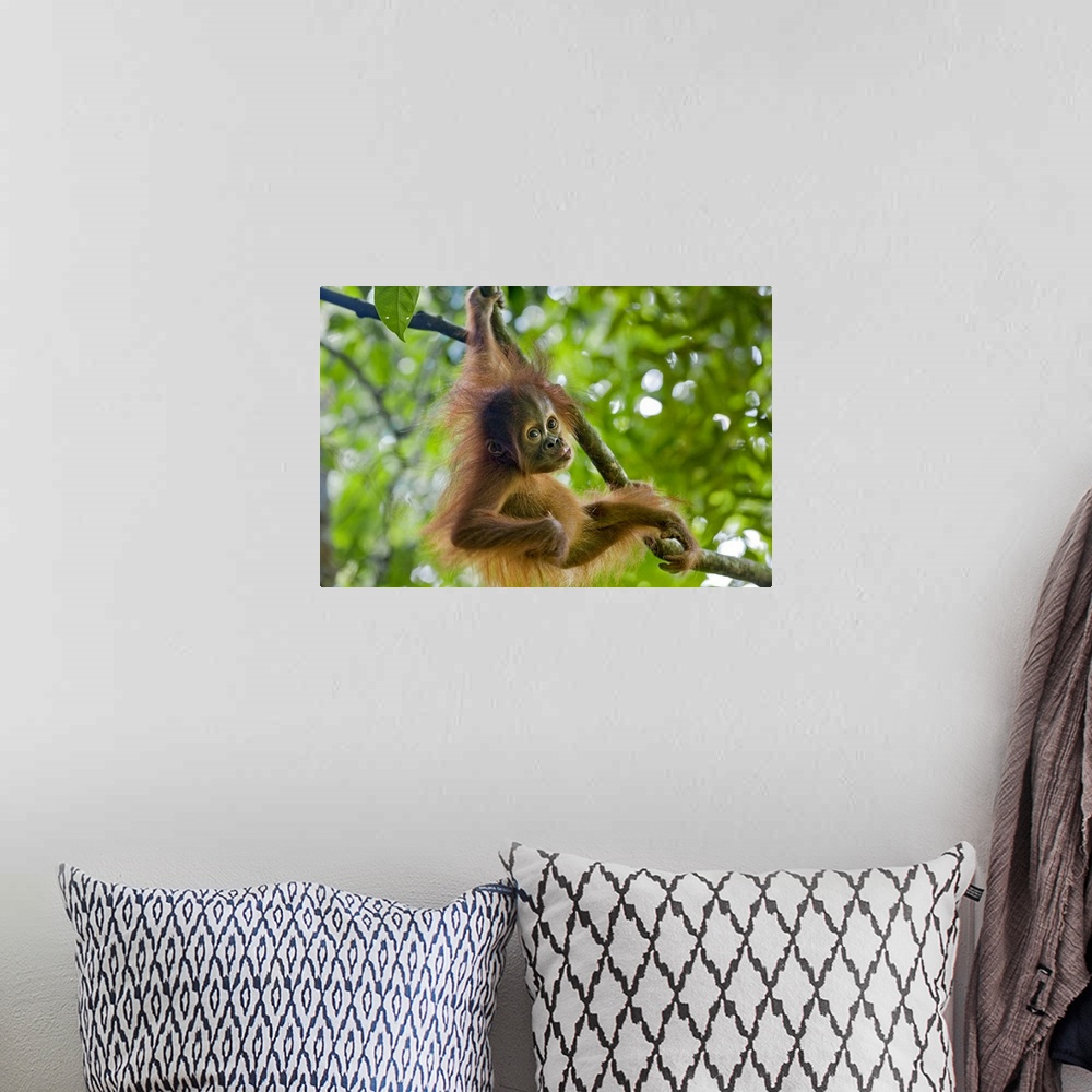 A bohemian room featuring Sumatran OrangutanPongo abelii9 month old baby playing in treeNorth Sumatra, Indonesia*Critically...