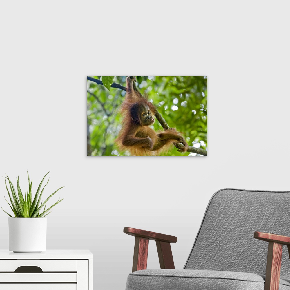 A modern room featuring Sumatran OrangutanPongo abelii9 month old baby playing in treeNorth Sumatra, Indonesia*Critically...