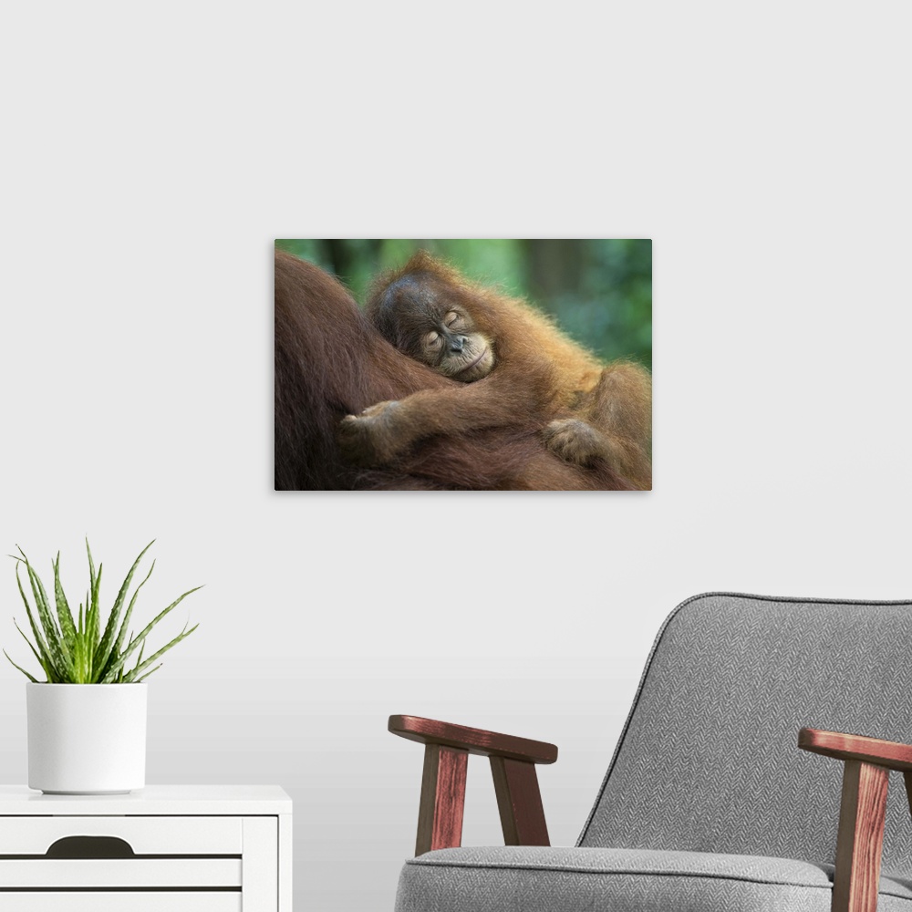 A modern room featuring Sumatran OrangutanPongo abelii2.5 year old baby sleeping on motherNorth Sumatra, Indonesia*Critic...