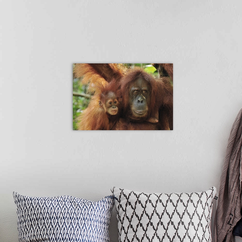 A bohemian room featuring Sumatran Orangutan - Pongo abelii - mother with baby - Gunung Leuser National Park - Northern Sum...