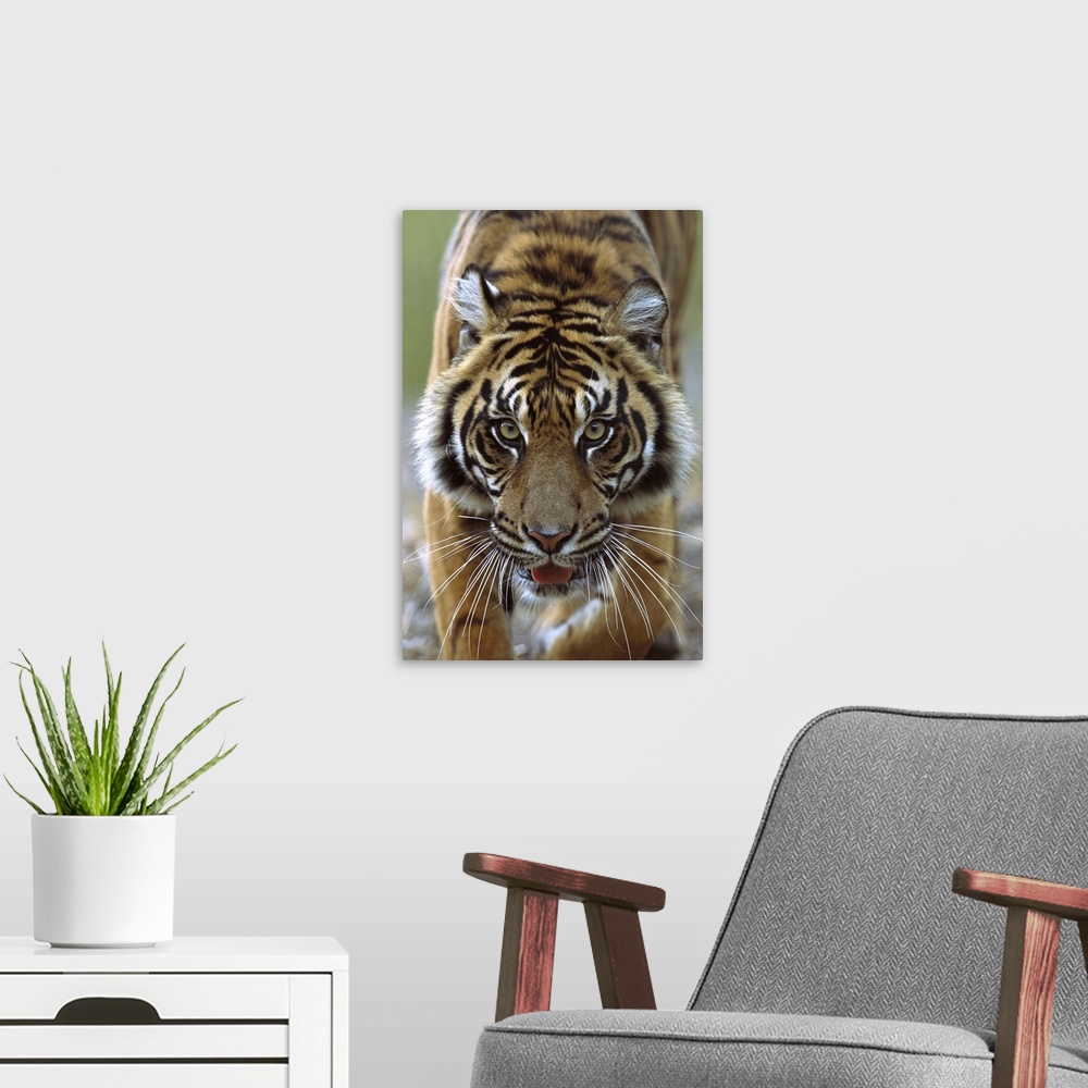 A modern room featuring Sumatran Tiger (Panthera tigris sumatrae) close-up portrait of female, endemic to Sumatra, Indonesia