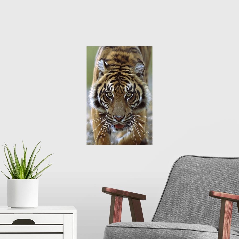 A modern room featuring Sumatran Tiger (Panthera tigris sumatrae) close-up portrait of female, endemic to Sumatra, Indonesia