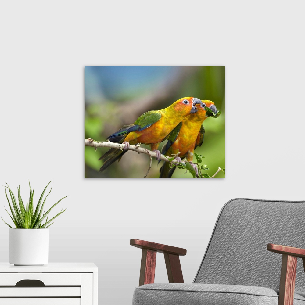 A modern room featuring Sun Parakeet (Aratinga solstitialis) pair feeding on leaves, native to South America