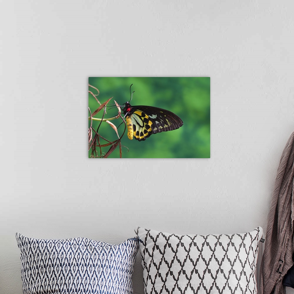 A bohemian room featuring Swallowtail butterfly, Tucson, Arizona