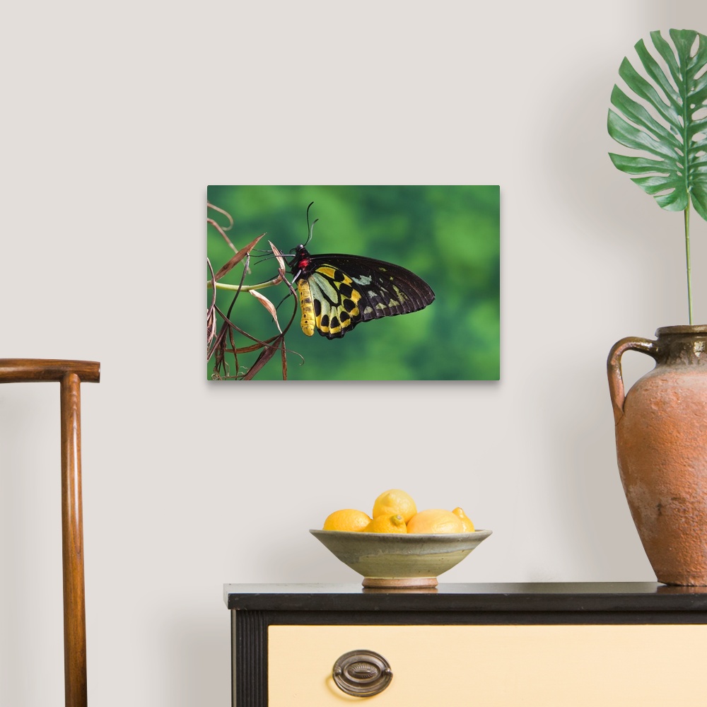 A traditional room featuring Swallowtail butterfly, Tucson, Arizona