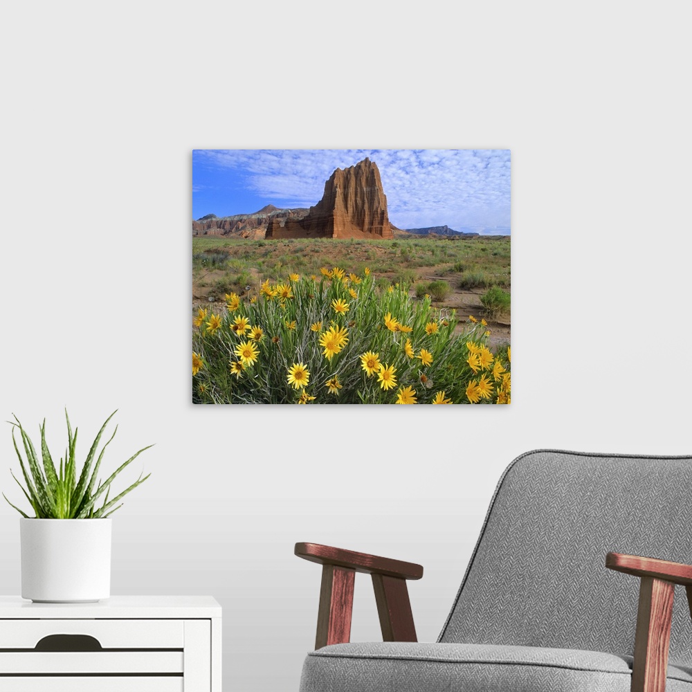 A modern room featuring Temple of the Sun with Common Sunflowers, Capitol Reef National Park, Utah