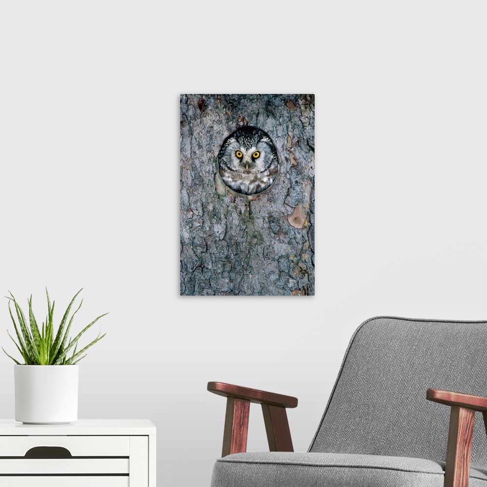 A modern room featuring Tengmalm''s Owl or Boreal Owl (Aegolius funereus) peaking through hole in tree, Sweden