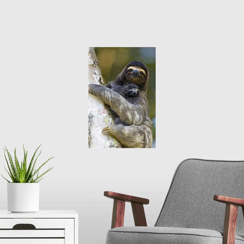 A modern room featuring Brown-throated Three-toed Sloth Bradypus variegatusMother and newborn baby (less than 1 week old)...