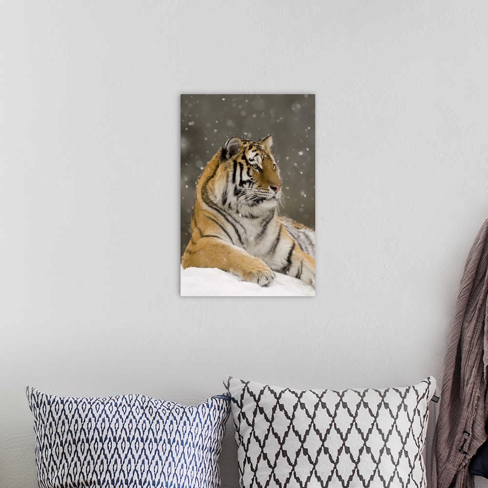 A bohemian room featuring Tiger in snowfall, native to Asia.