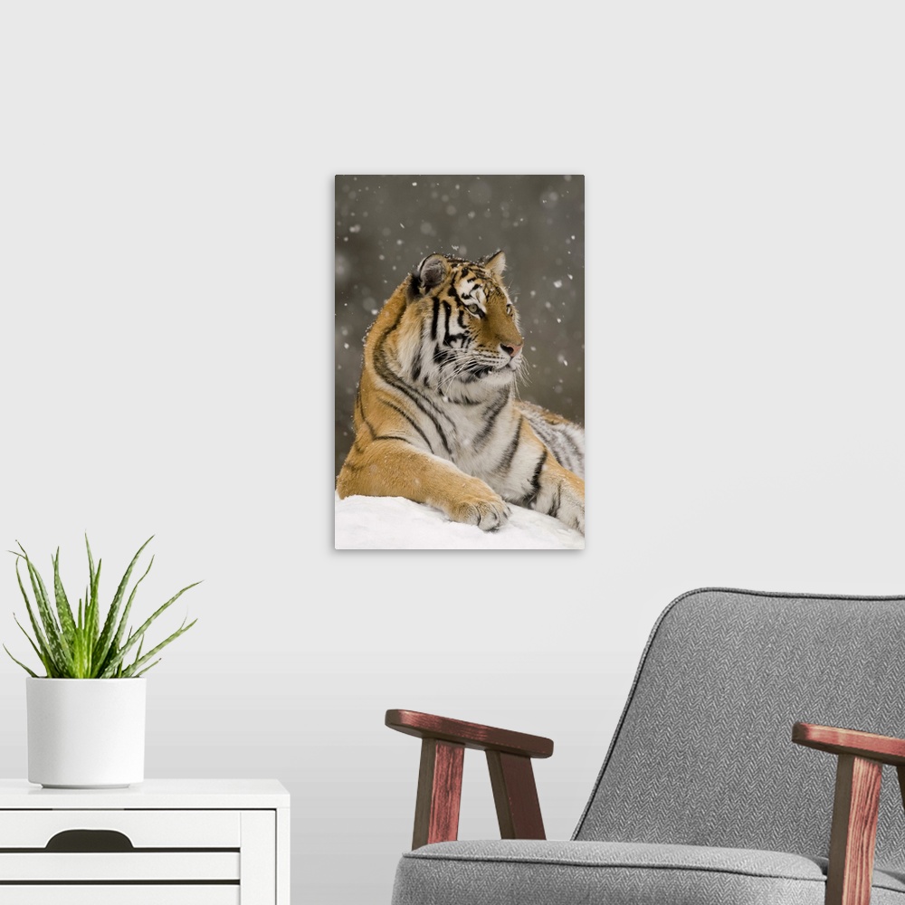 A modern room featuring Tiger in snowfall, native to Asia.