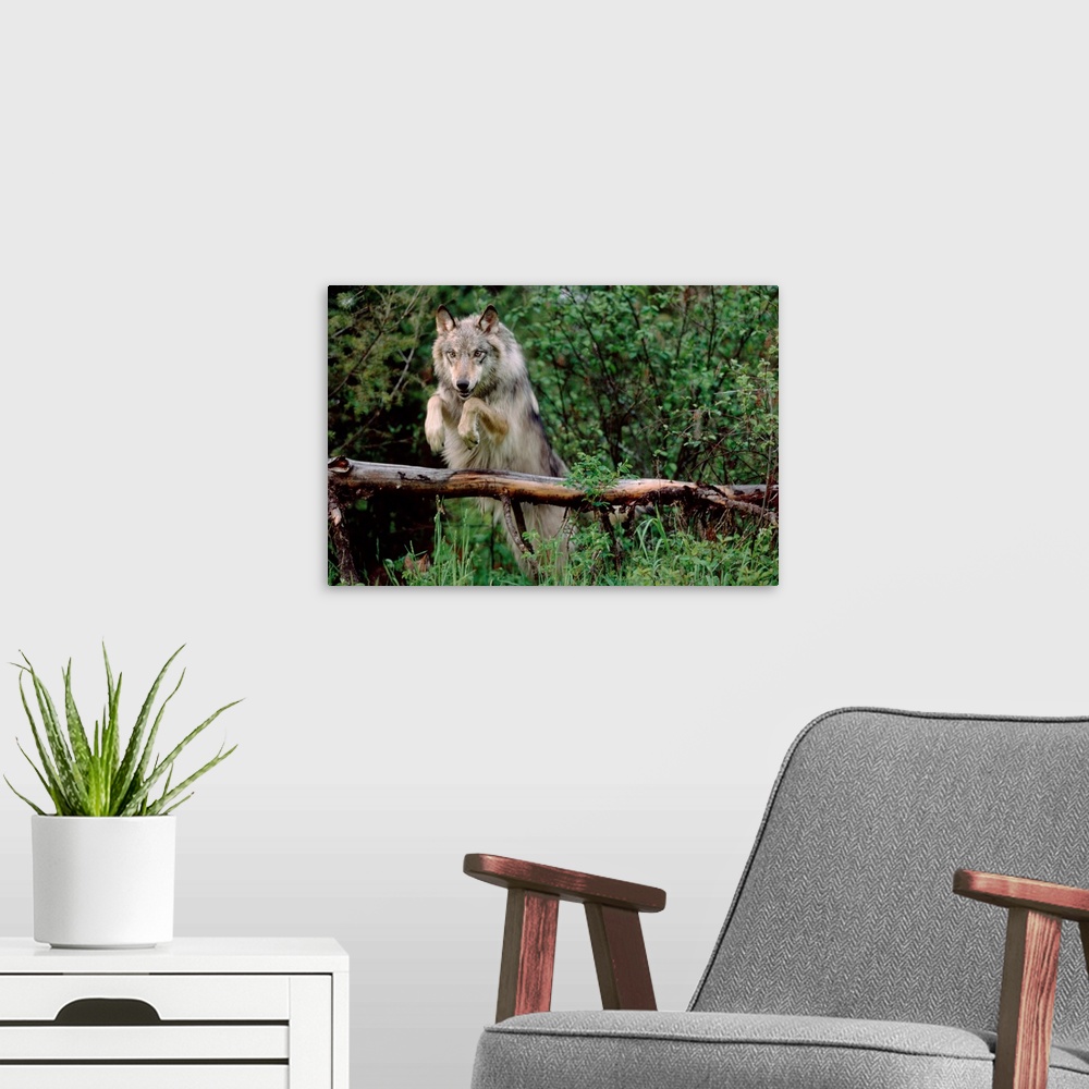 A modern room featuring Timber Wolf (Canis lupus) leaping over fallen log, North America