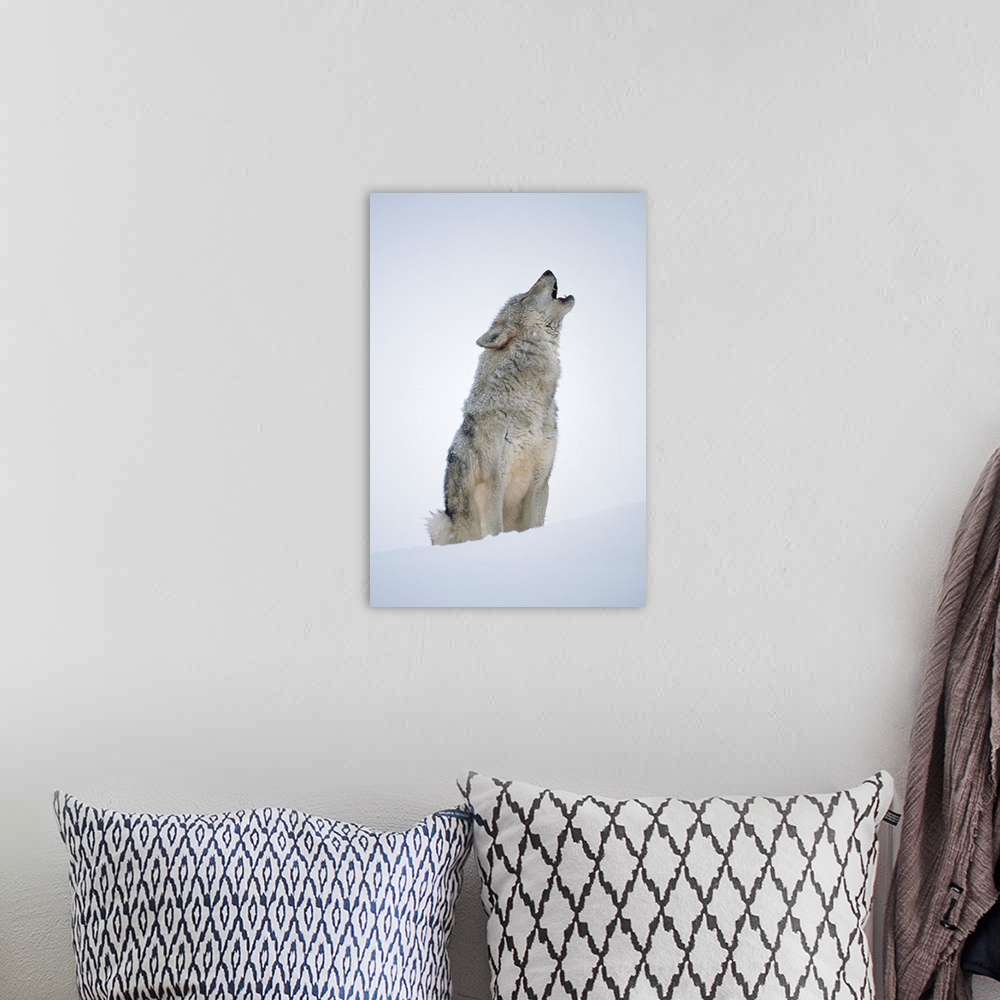 A bohemian room featuring Timber Wolf (Canis lupus) portrait, howling in snow, North America