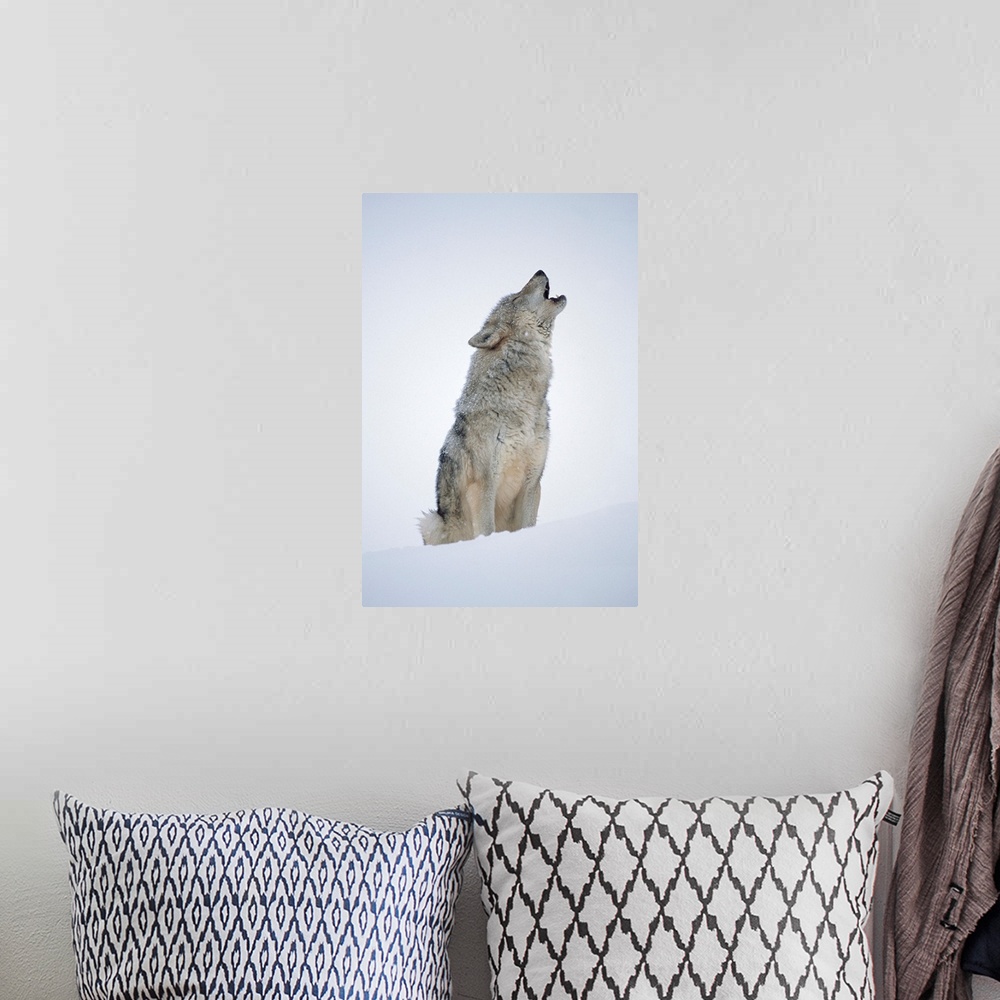 A bohemian room featuring Timber Wolf (Canis lupus) portrait, howling in snow, North America
