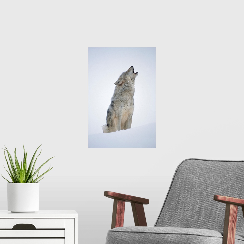 A modern room featuring Timber Wolf (Canis lupus) portrait, howling in snow, North America