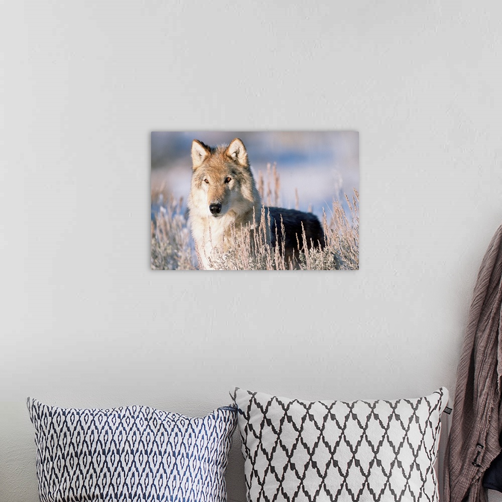 A bohemian room featuring Timber Wolf (Canis lupus) portrait, North America