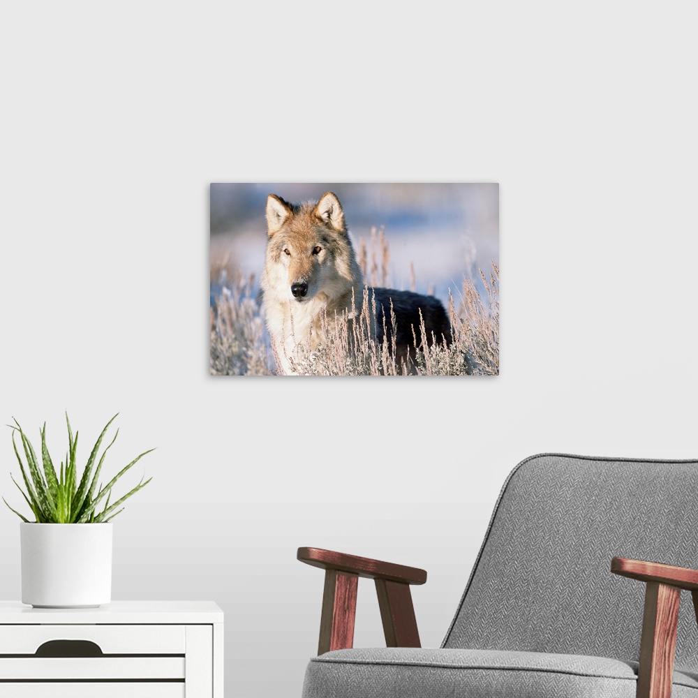 A modern room featuring Timber Wolf (Canis lupus) portrait, North America
