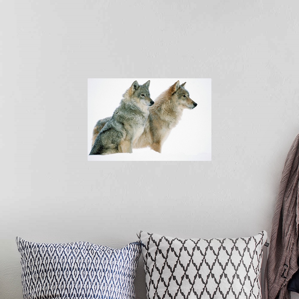 A bohemian room featuring Timber Wolf (Canis lupus) portrait of pair sitting in snow, North America