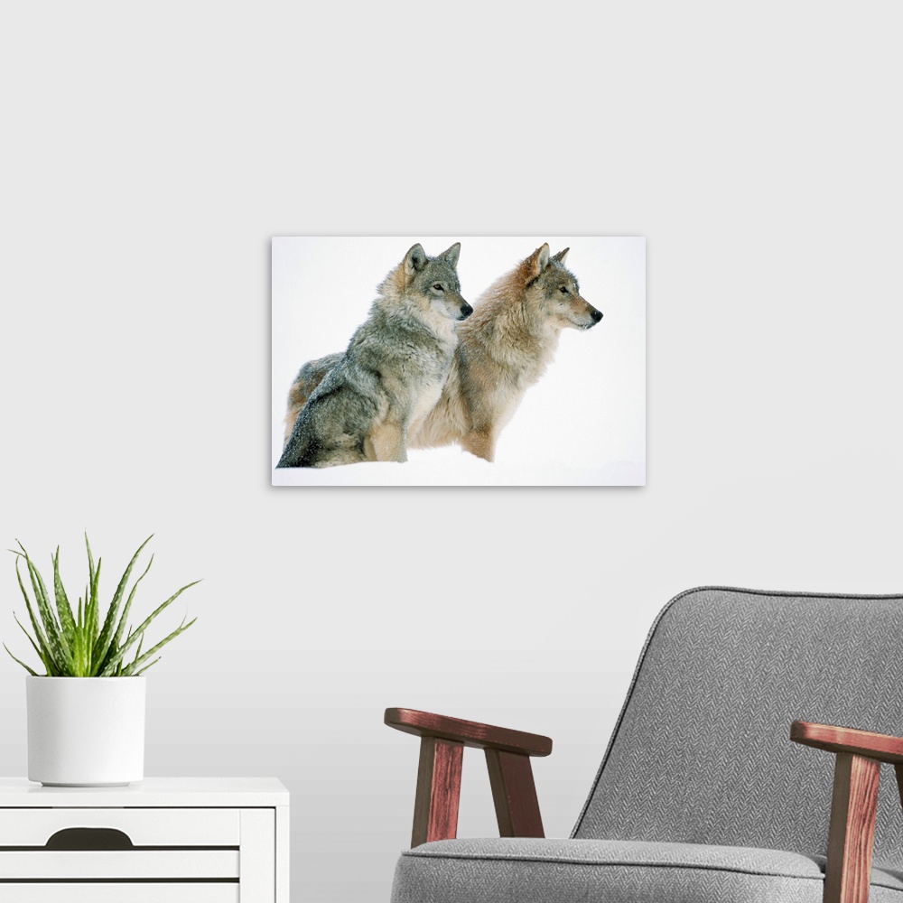 A modern room featuring Timber Wolf (Canis lupus) portrait of pair sitting in snow, North America