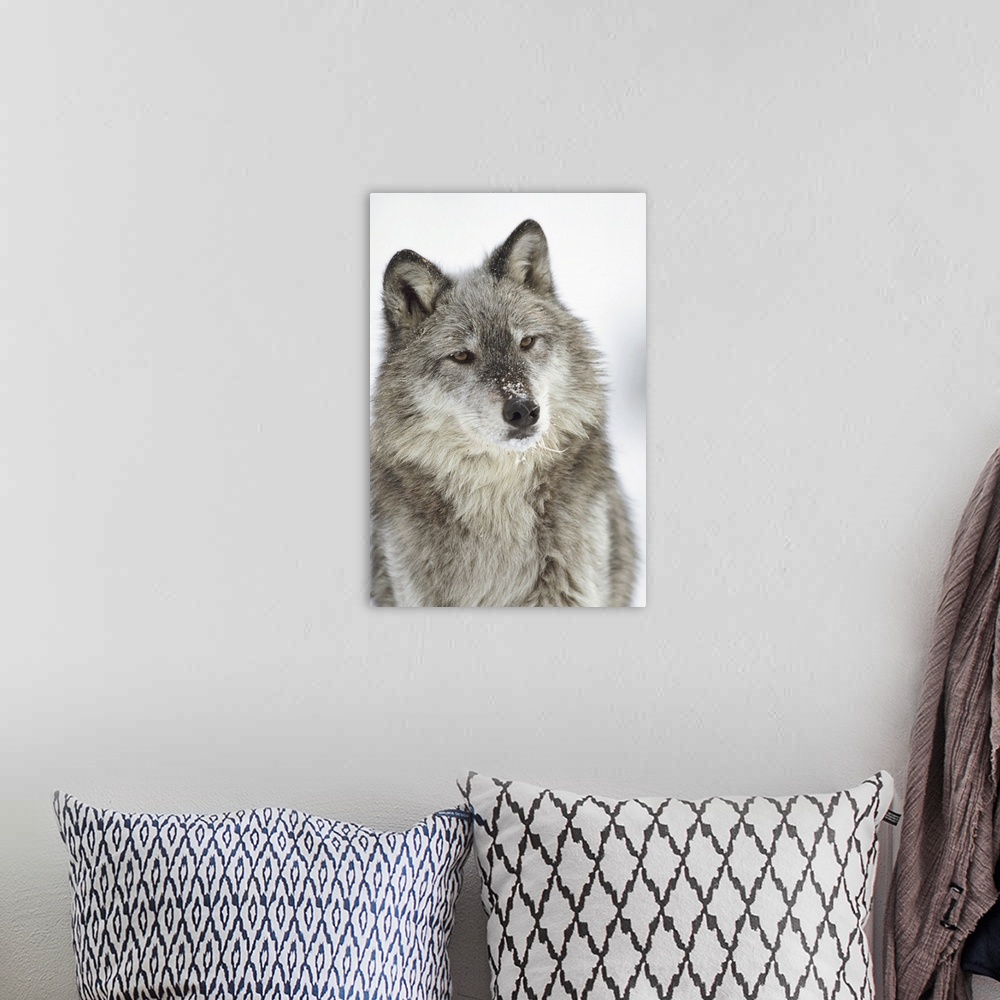 A bohemian room featuring Timber Wolf (Canis lupus) portrait with snow on muzzle, Montana