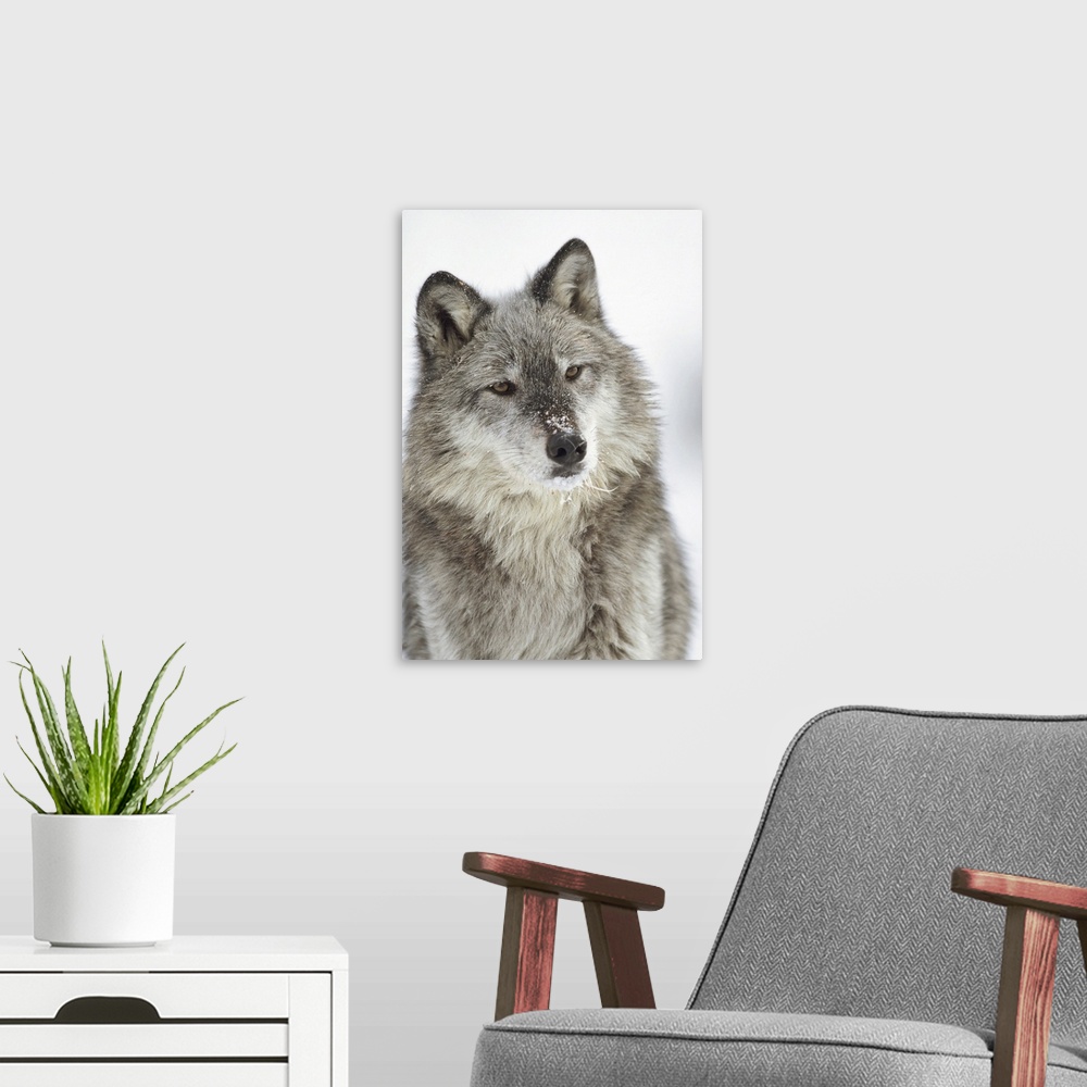A modern room featuring Timber Wolf (Canis lupus) portrait with snow on muzzle, Montana