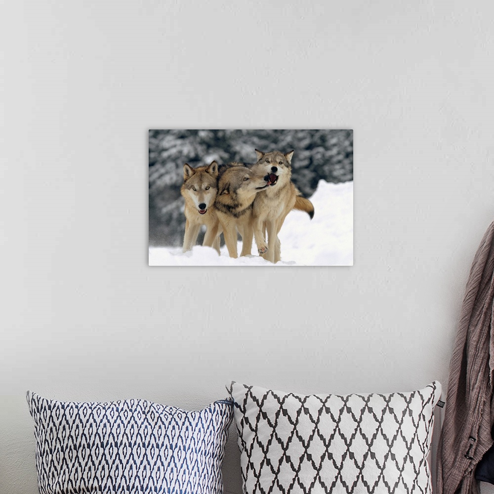 A bohemian room featuring Timber Wolf (Canis lupus) trio playing in snow, Montana
