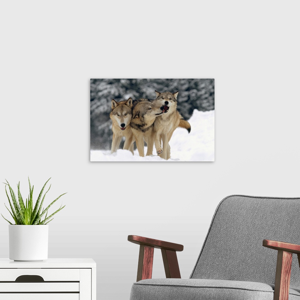 A modern room featuring Timber Wolf (Canis lupus) trio playing in snow, Montana