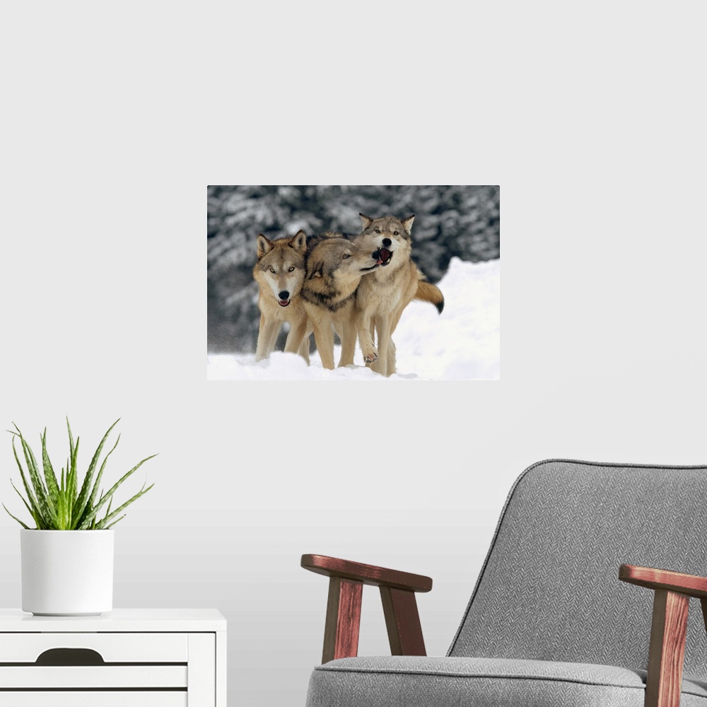 A modern room featuring Timber Wolf (Canis lupus) trio playing in snow, Montana