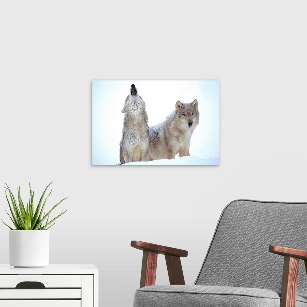 A modern room featuring Timber Wolves (Canis lupus) close-up portrait of pair howling in snow, North America