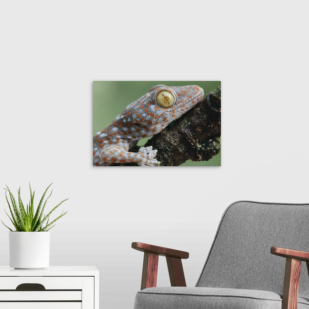 A modern room featuring Tokay Gecko juvenile showing vertical pupil, Uthai Thani, Thailand