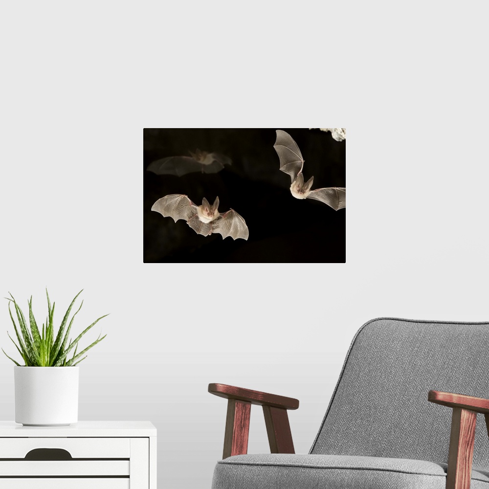 A modern room featuring Two townsend's big-eared bats (Plecotus townsendii) exit a cave while a third flies in the backgr...