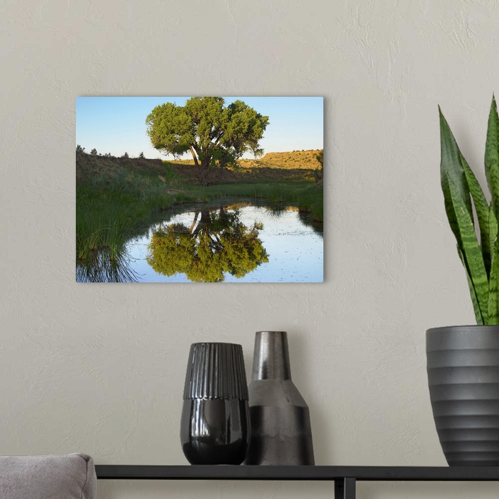 A modern room featuring Tree reflecting in creek near Black Mesa State Park, Oklahoma