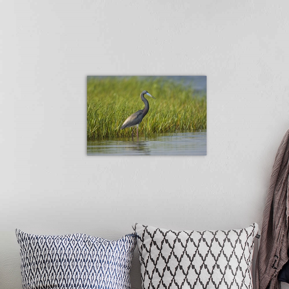 A bohemian room featuring Tricolored Heron wading, Rio Grande Valley, Texas