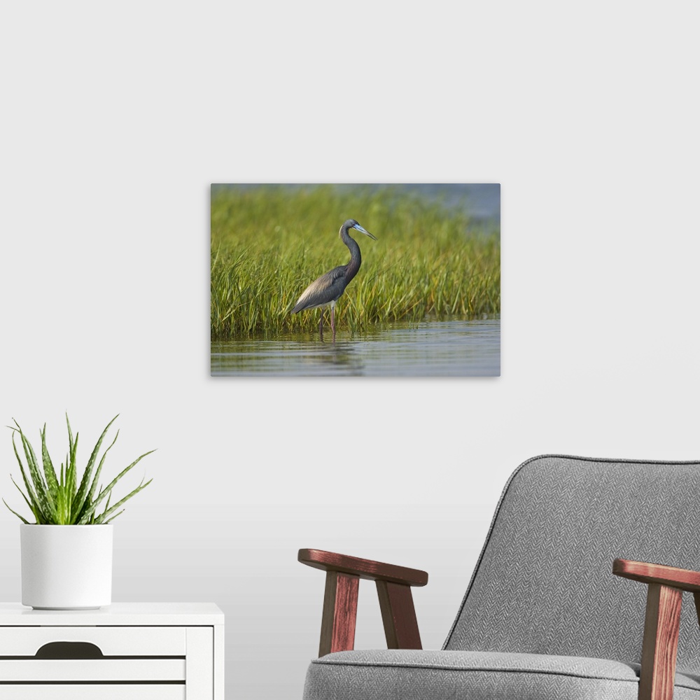A modern room featuring Tricolored Heron wading, Rio Grande Valley, Texas