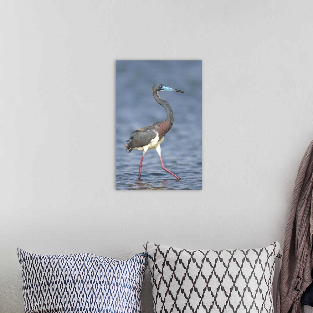 A bohemian room featuring Tricolored Heron wading, Rio Grande Valley, Texas