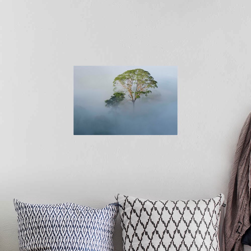 A bohemian room featuring Tualang (Koompassia excelsa) emergent tree towering above the mist-shrouded canopy of the rainfor...