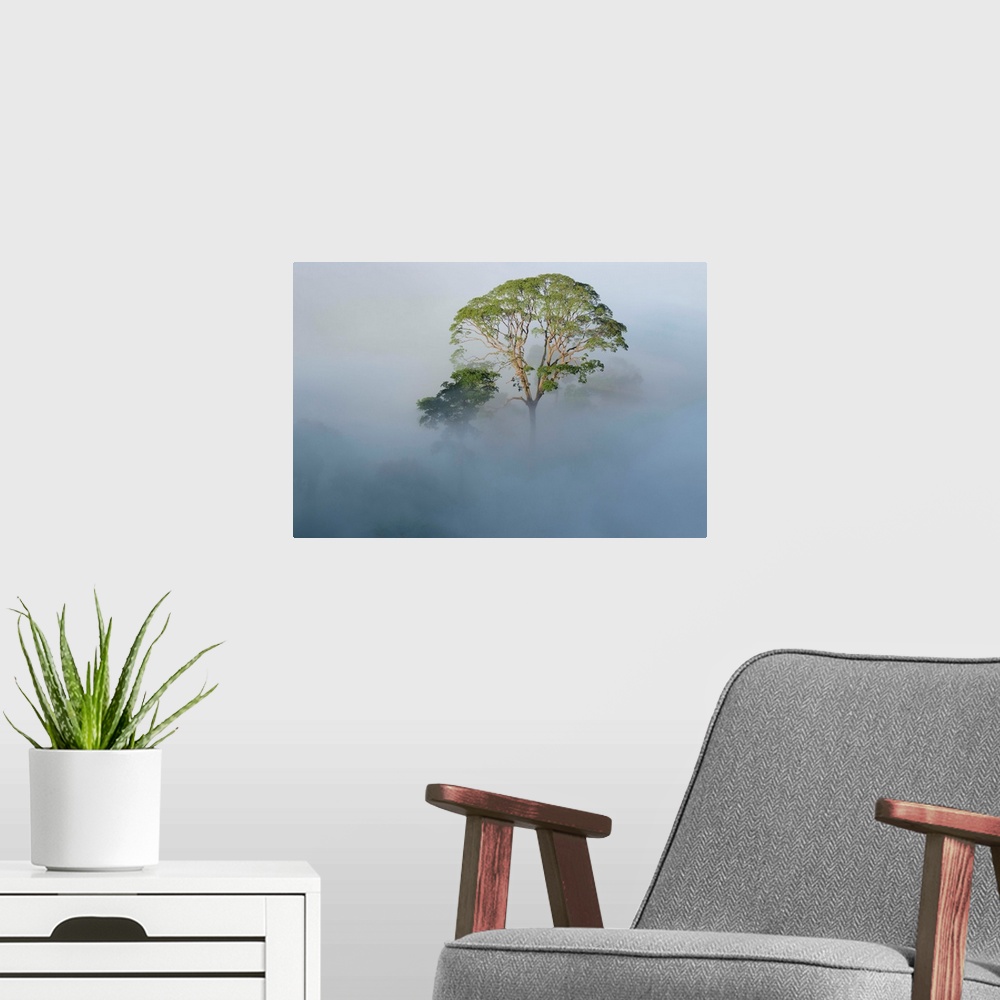 A modern room featuring Tualang (Koompassia excelsa) emergent tree towering above the mist-shrouded canopy of the rainfor...