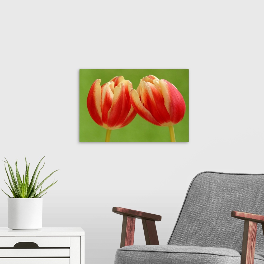 A modern room featuring Tulip (Tulipa sp) pair flowering, Hoogeloon, Netherlands