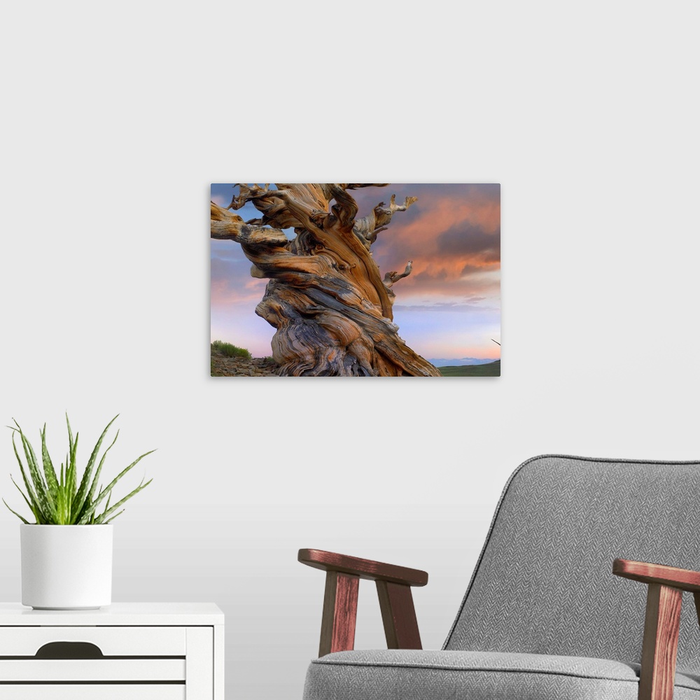A modern room featuring Twisted trunk of an ancient Foxtail Pine tree, Sierra Nevada, California