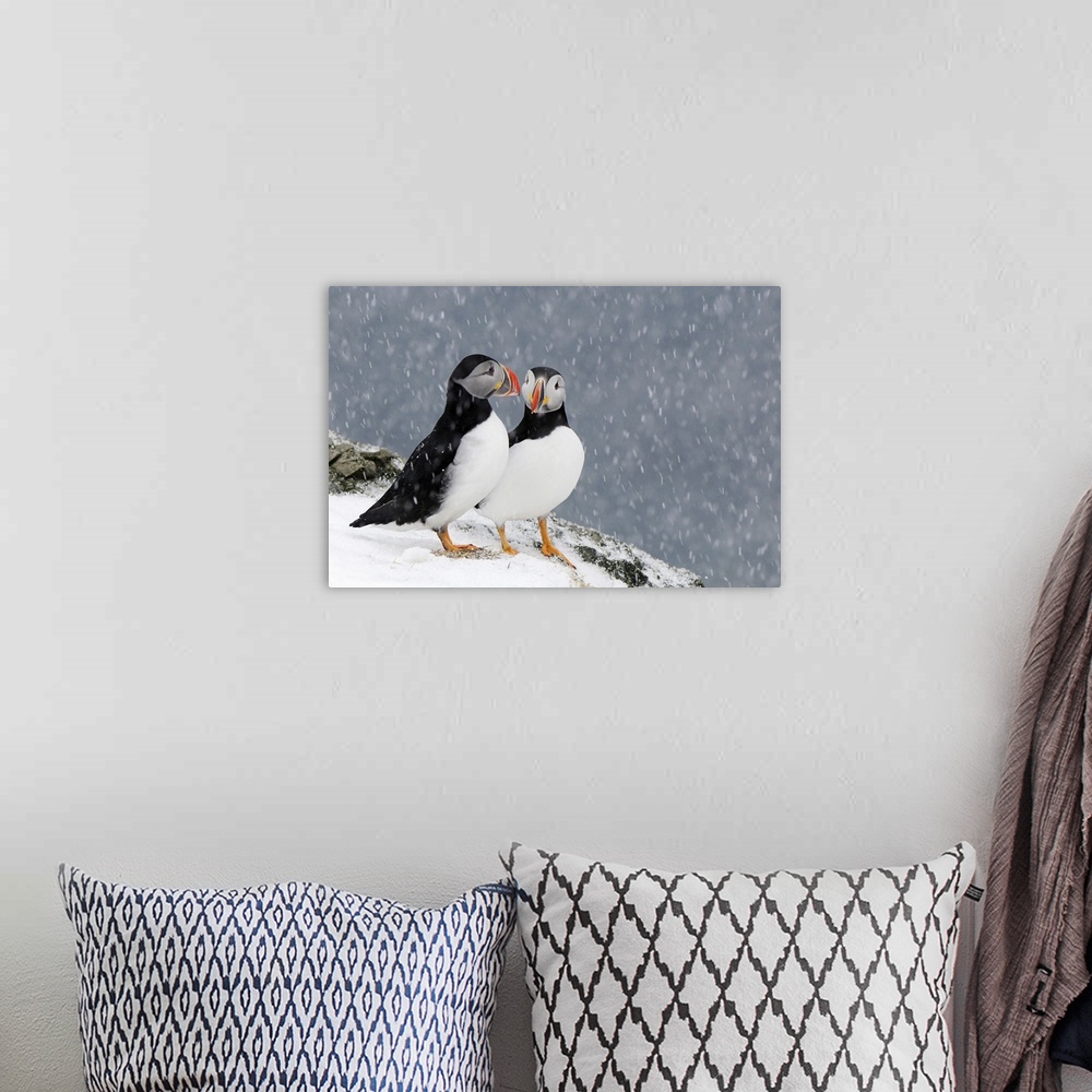A bohemian room featuring Two Atlantic Puffins in snowfall